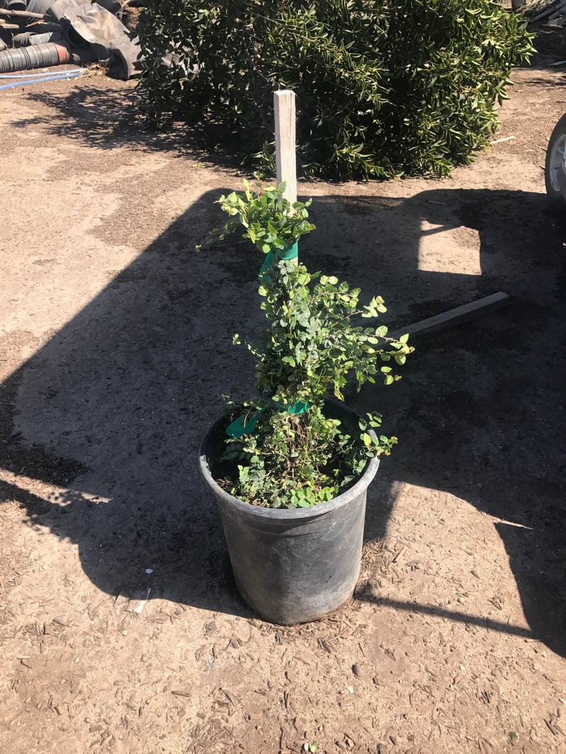 Photo for Ficus pumila (Vine) (Creeping Fig Ficus)