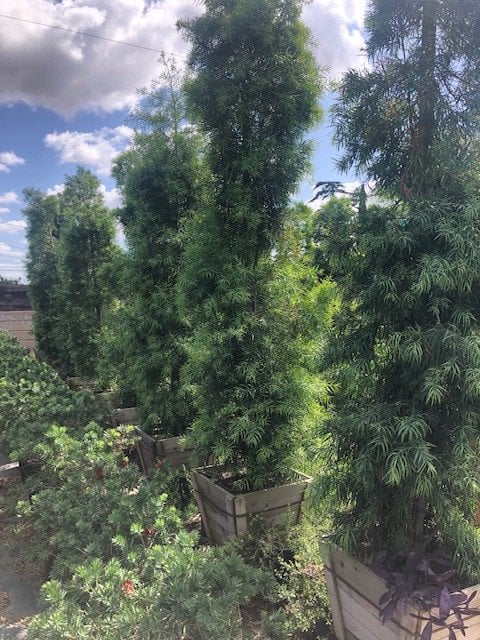 Photo for Podocarpus gracilior (low branching column) (Fern Podocarpus)