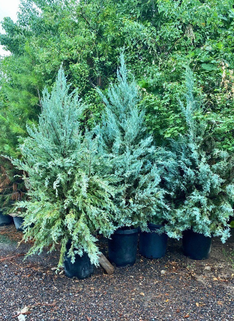 Photo for Cupressus arizonica (Arizona Cypress)