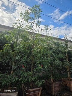 Photo for Lophostemon confertus (Brisbane Box)