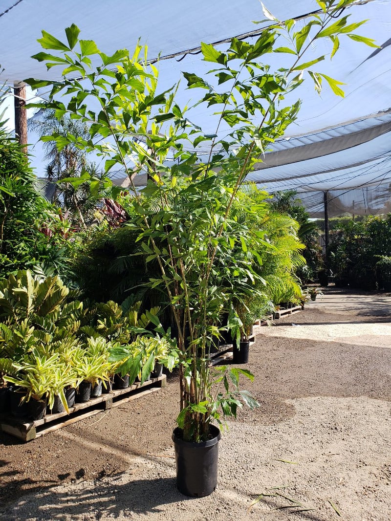 Photo for Caryota mitis (Fishtail Palm)