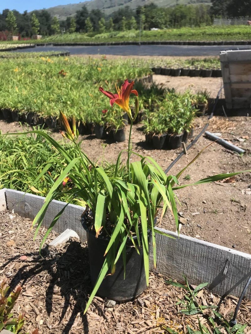 Photo for Hemerocallis 'Red' (Red Evergreen Daylily)