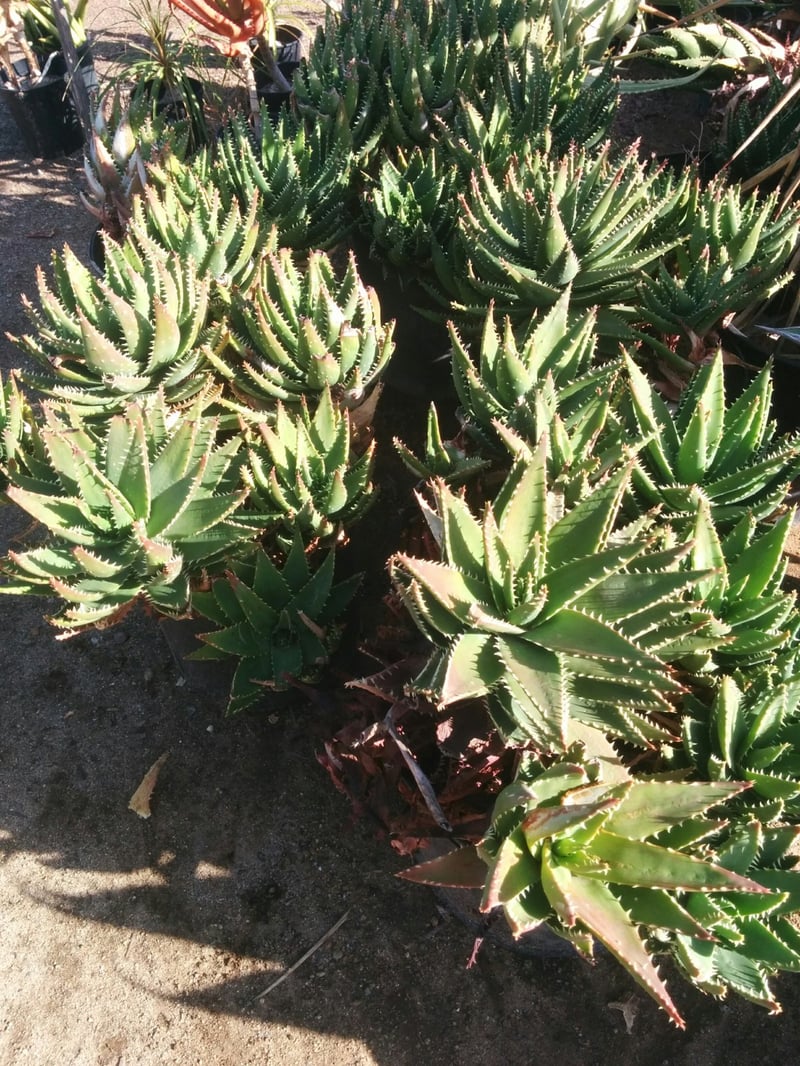 Photo for Aloe x nobilis (Golden Toothed Aloe)