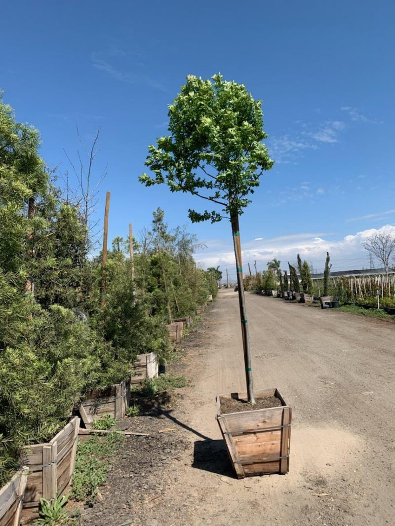 Photo for Ulmus parvifolia (Chinese Elm, Lacebark Elm)