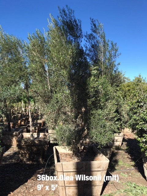 Photo for Olea europaea 'Fruitless' (Low Branch) (Fruitless Olive)