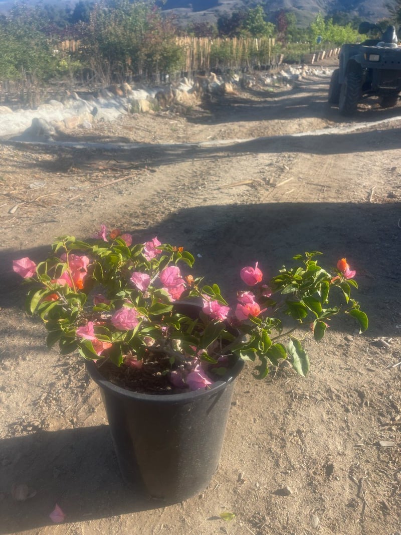 Photo for Bougainvillea 'Rosenka' (Rosenka Bougainvillea)