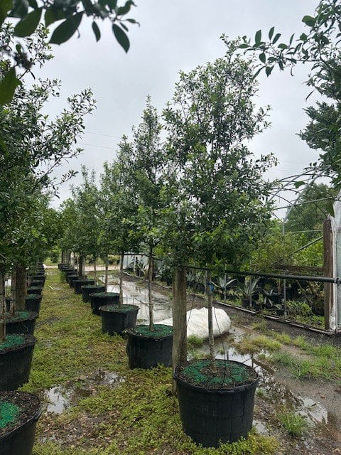Photo for Ilex x attenuata ‘Eagleston’ (Standard) (Eagleston Holly Tree)