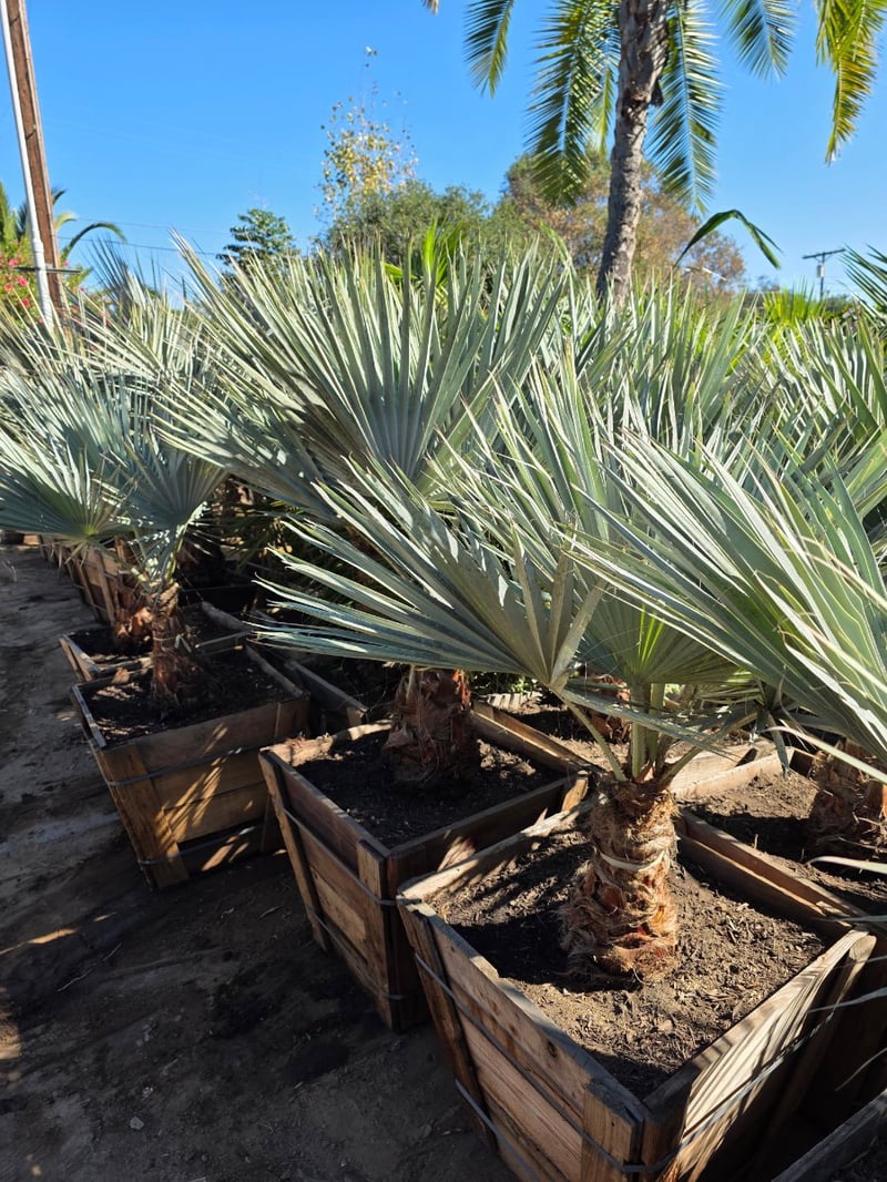 Photo for Brahea armata (Blue Hesper Palm, Mexican Blue Palm)