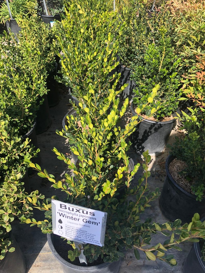 Photo for Buxus (Boxwood)