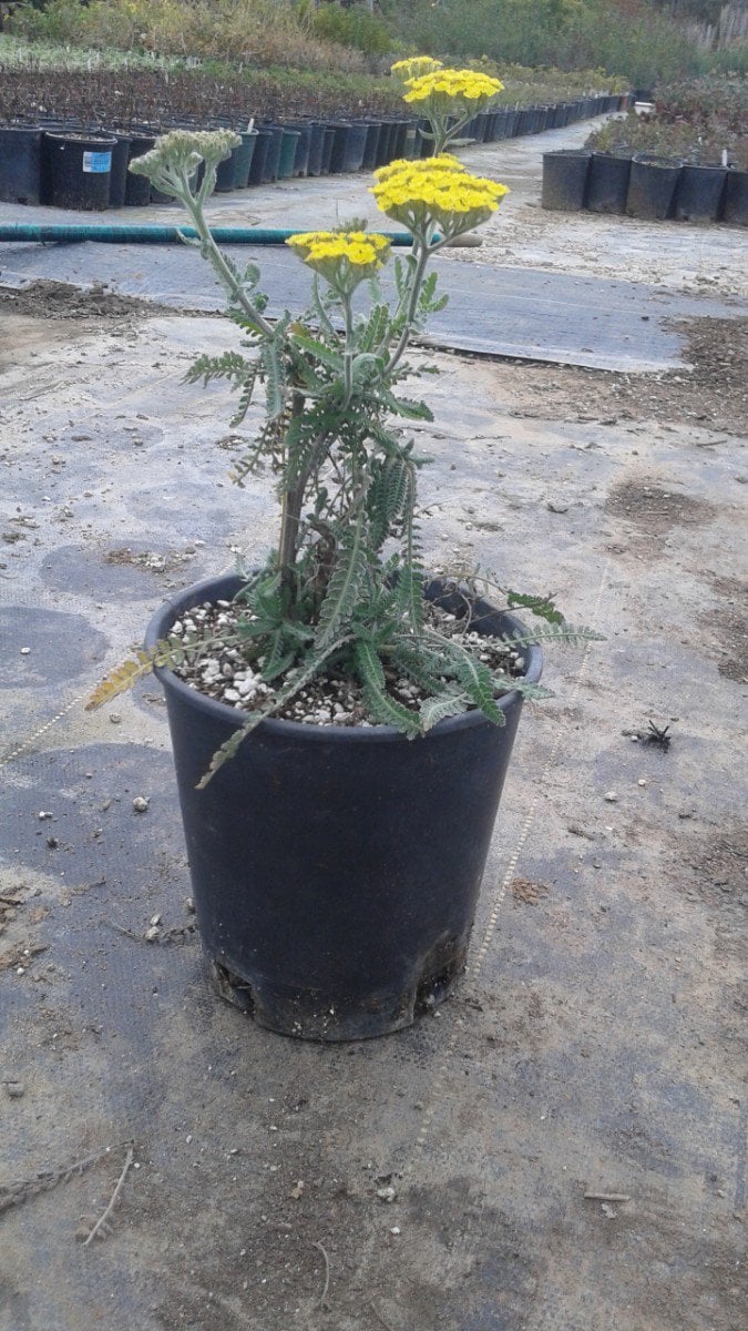 Photo for Achillea millefolium 'Yellow' (Yellow Yarrow)