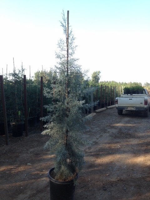 Photo for Cupressus arizonica (Arizona Cypress)
