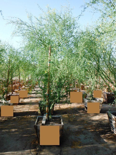 Photo for Cercidium floridum (Parkinsonia florida) (Blue Palo Verde)