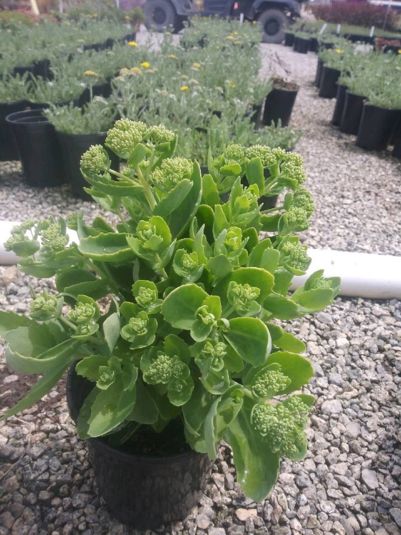 Photo for Sedum spectabile ‘Autumn Fire’ (Autumn Fire Stonecrop)
