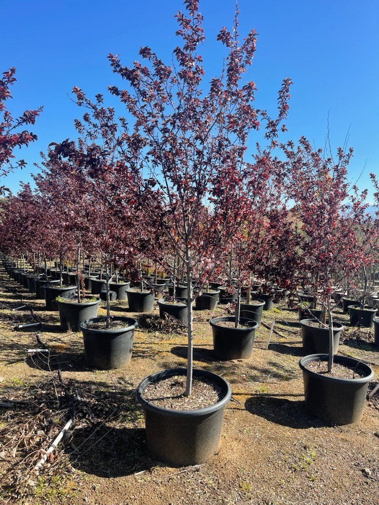 Photo for Prunus cerasifera 'Krauter Vesuvius' (Krauter Vesuvius Cherry Plum)
