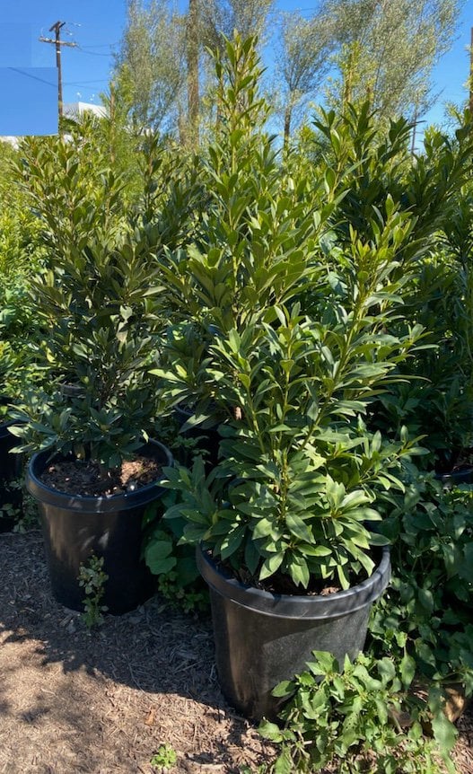 Photo for Elaeocarpus decipiens (Japanese Blueberry Tree)