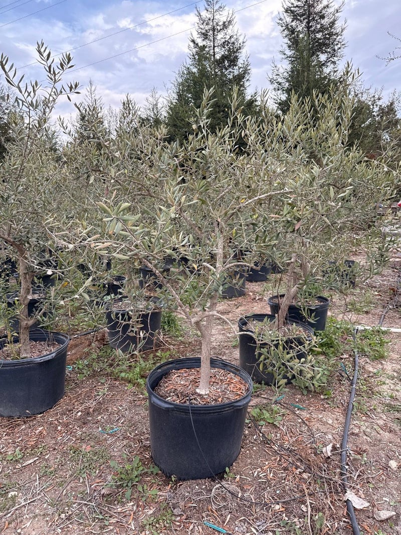 Photo for Olea europaea 'Swan Hill' (Swan Hill Olive)