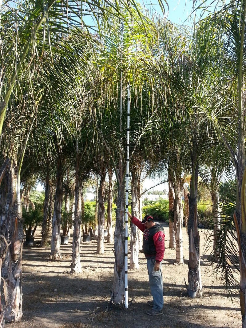 Photo for Arecastrum romanzoffianum (Queen Palm)