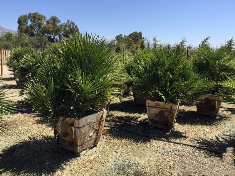 Photo for Chamaerops humilis (Multi) (Mediterranean Fan Palm)