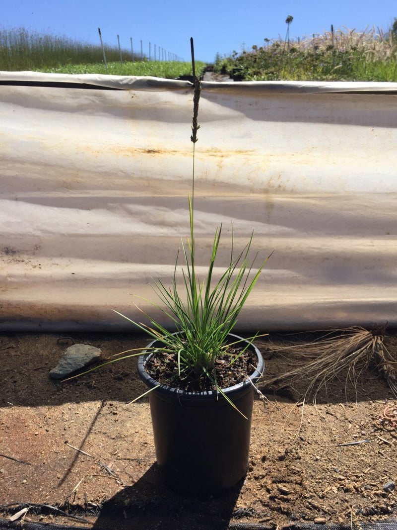 Photo for Sesleria autumnalis (Autumn Moor Grass)