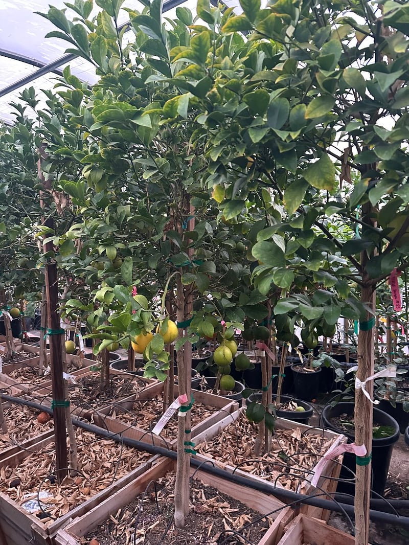 Photo for  Citrus limon 'Meyer' (Standard) (Improved Meyer Lemon)