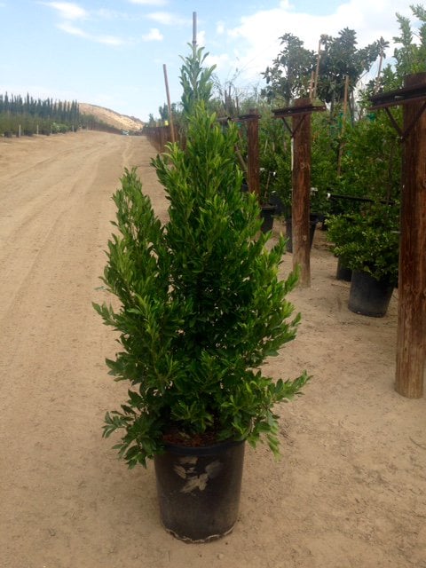 Photo for Prunus caroliniana 'Compacta' (Compact Carolina Cherry Laurel)