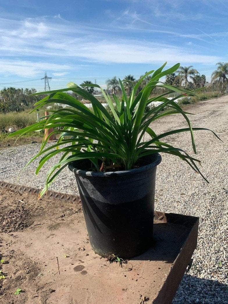 Photo for Agapanthus africanus (Lily of the Nile)