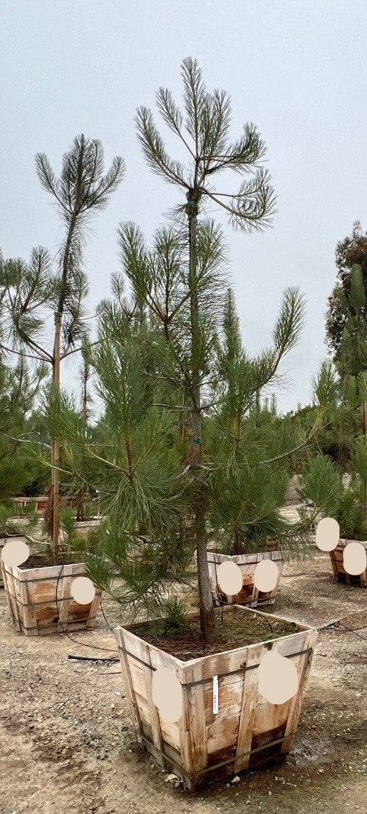 Photo for Pinus torreyana (Torrey Pine)