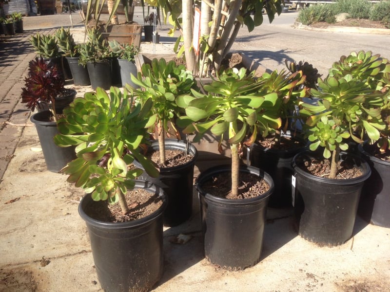 Photo for Aeonium 'Cyclops' (Cyclops Aeonium)