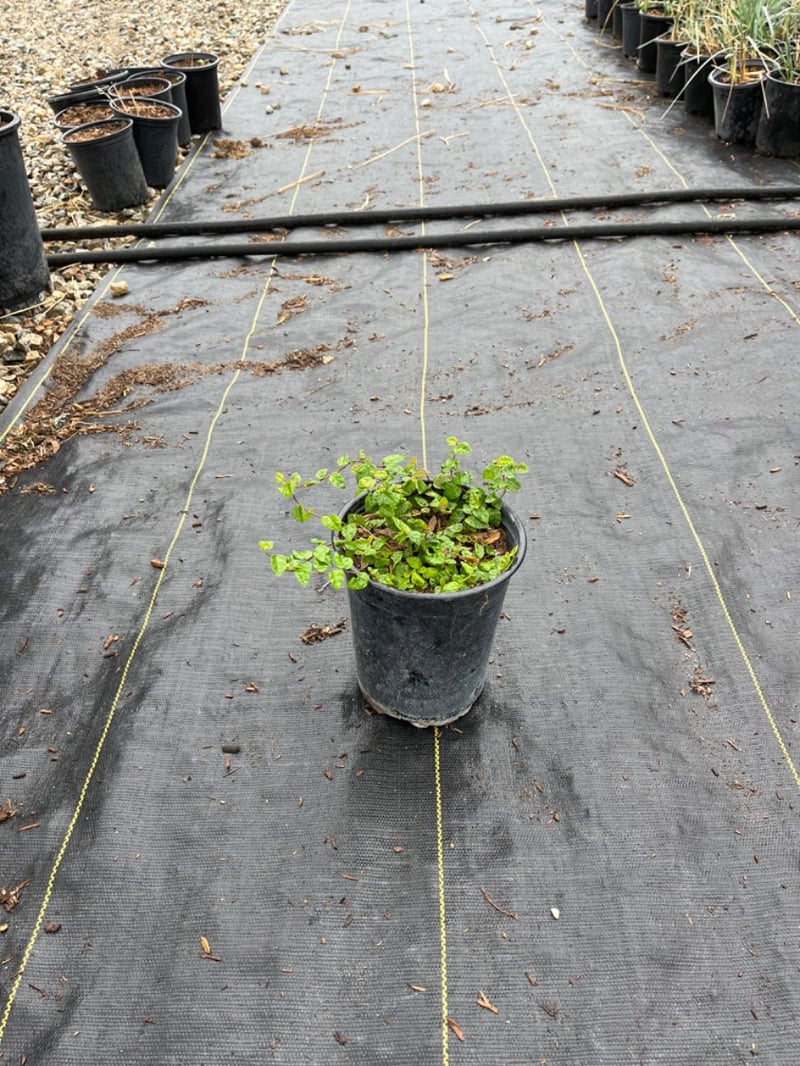 Photo for Ficus repens (Creeping Fig)