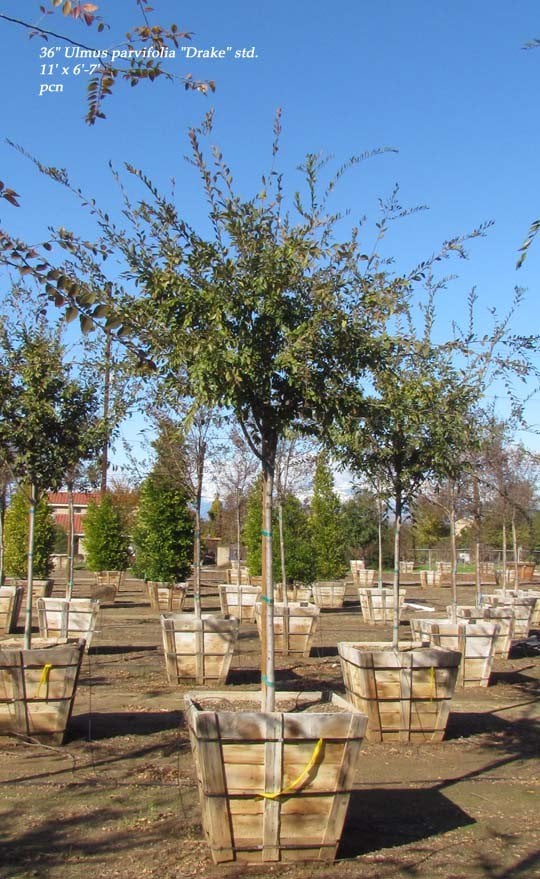 Photo for Ulmus parvifolia 'Drake' (Drake's Chinese Elm)