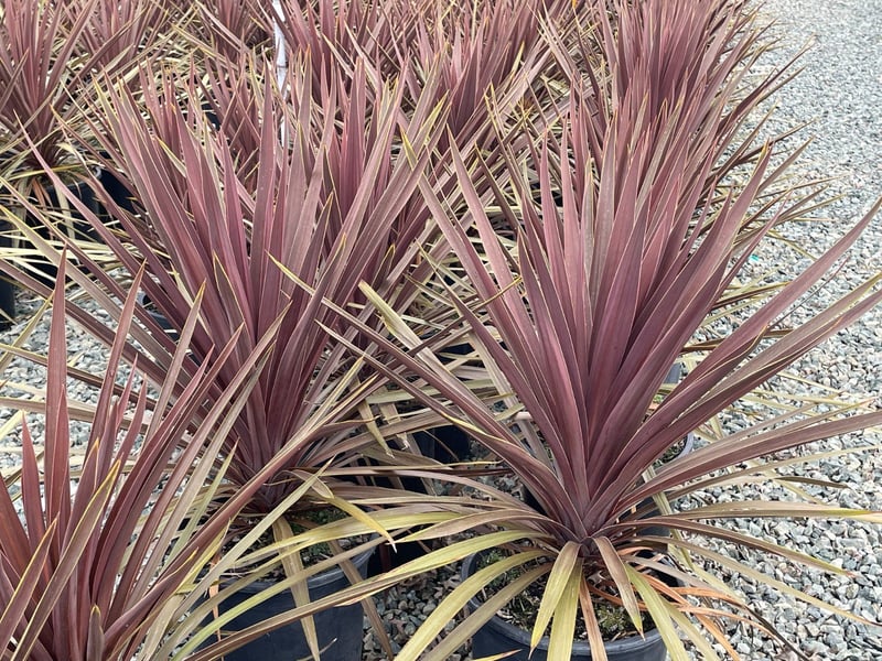 Photo for Cordyline australis 'Red Star' (Red Star Grass Palm)
