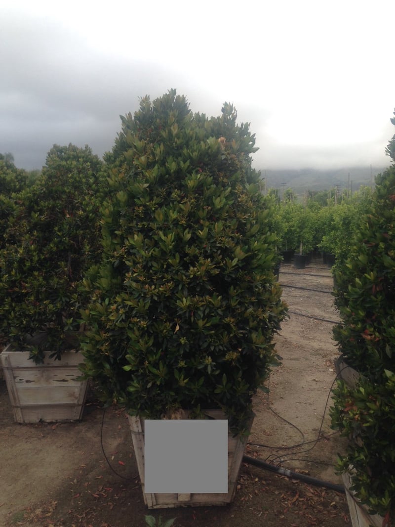 Photo for Elaeocarpus decipiens ‘MonProud’ (Little Emporer Japanese Blueberry)