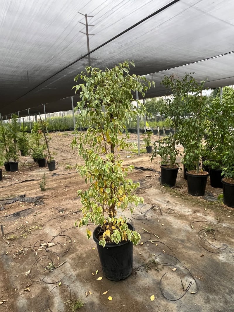 Photo for Ficus benjamina 'Variegata' (Variegated Weeping Fig)