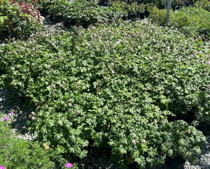 Photo for Geranium x cantabrigiense 'Biokovo' (Biokovo Cranesbill )