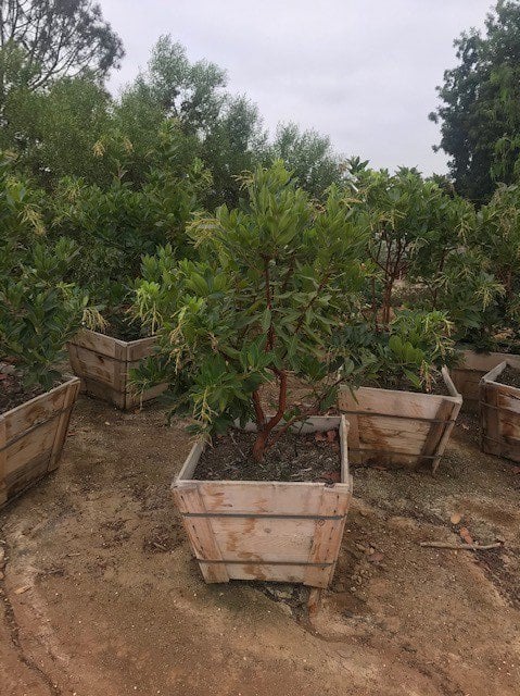 Photo for Arbutus 'Marina' (Multi) (Marina Strawberry Tree)
