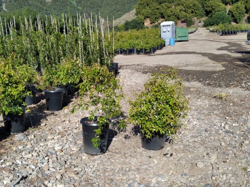 Photo for Xylosma congesta (Shiny Xylosma)