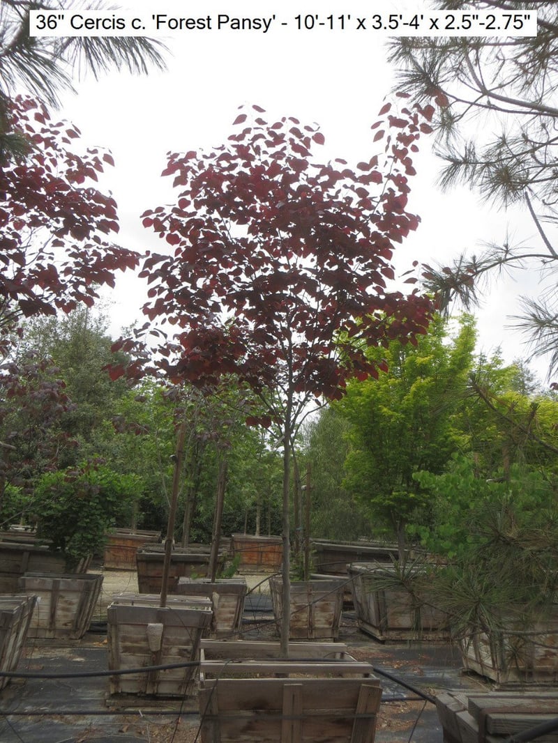 Photo for Cercis canadensis 'Forest Pansy' (Eastern Redbud 'Forest Pansy')