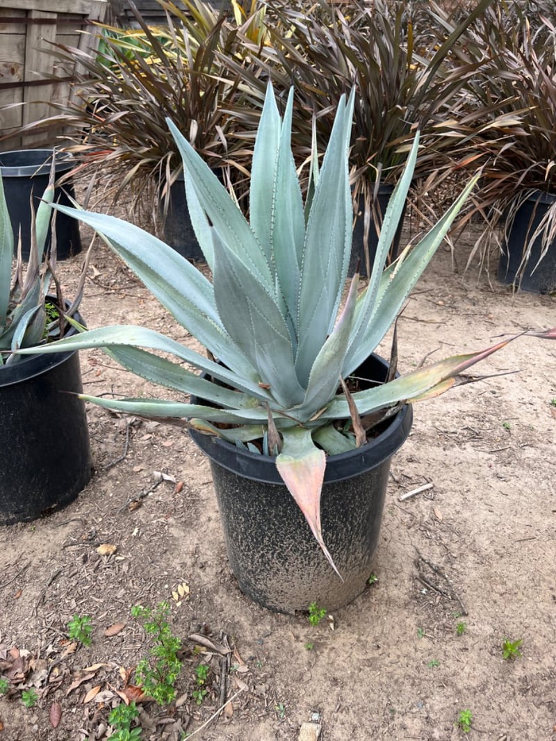 Photo for Agave franzosinii (Majestic Agave)