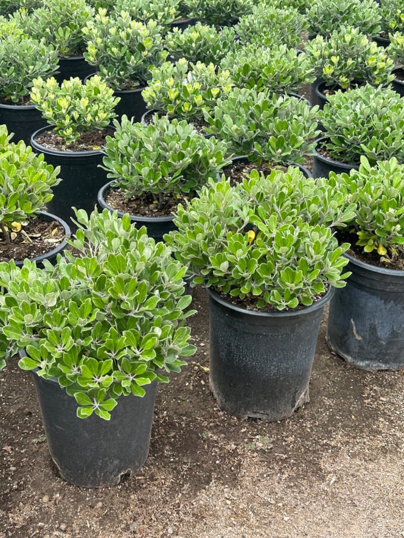 Photo for Pittosporum crassifolium 'Nana' (Karo Pittosporum)