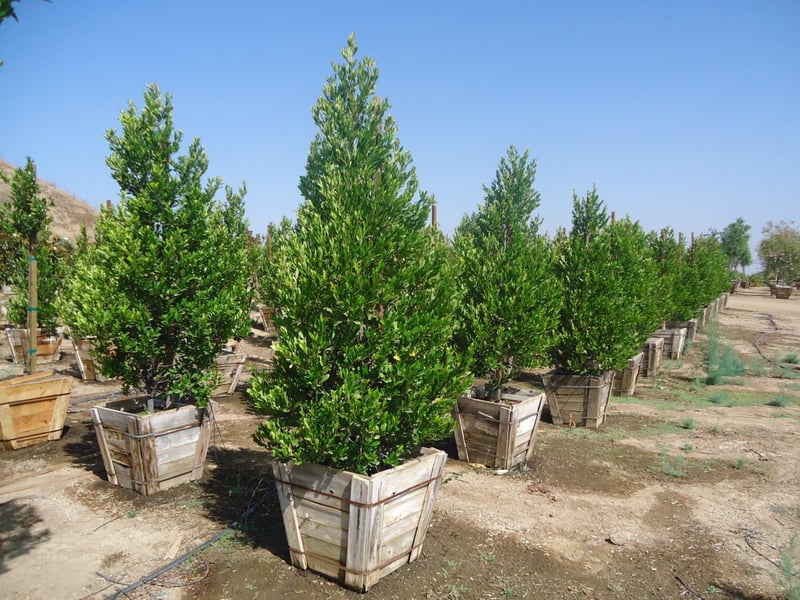 Photo for Prunus caroliniana (Carolina Cherry Laurel)