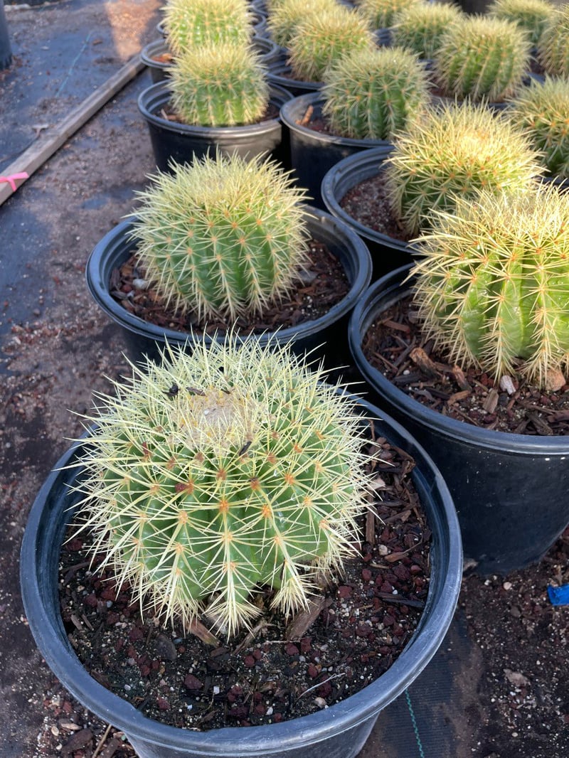 Photo for Echinocactus grussoni (Golden Barrel Cactus)