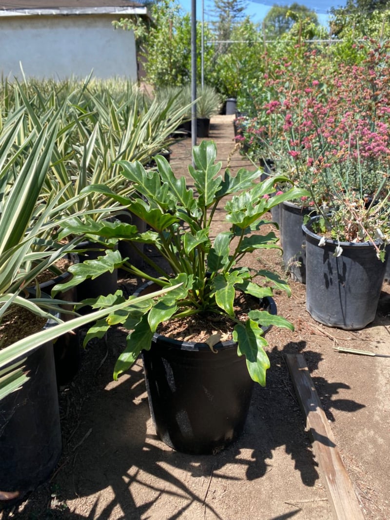 Photo for Philodendron 'Xanadu' (Xanadu Philodendron)