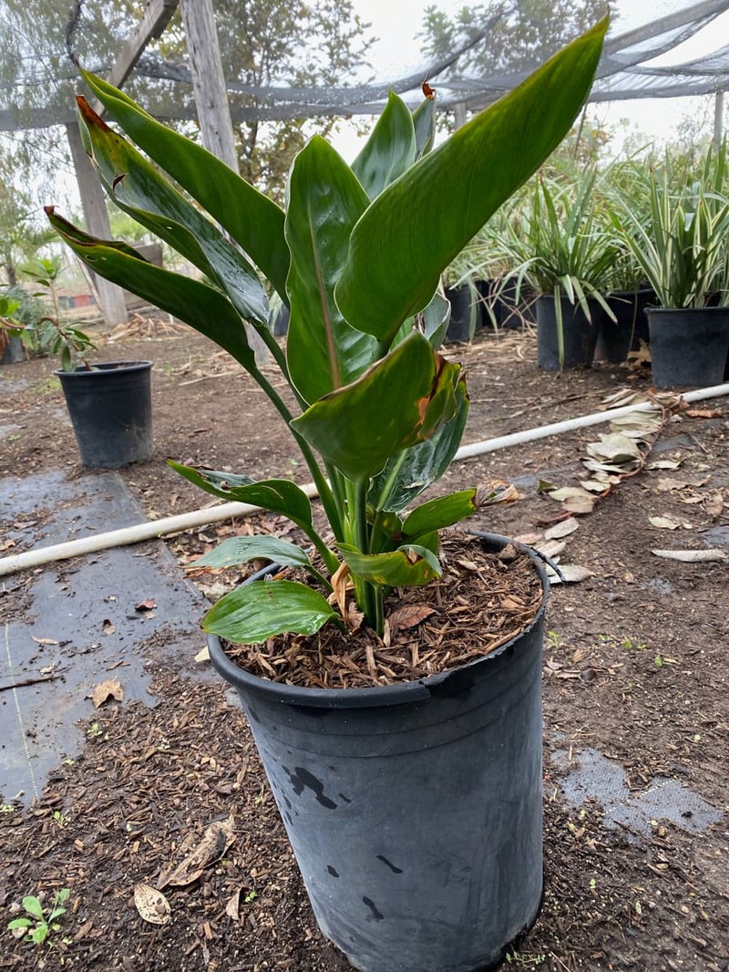 Photo for Strelitzia reginae (Bird of Paradise)