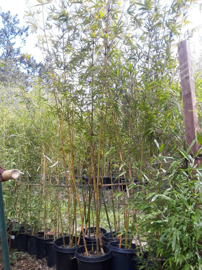 Photo for Bambusa textilis (Weaver's Bamboo)
