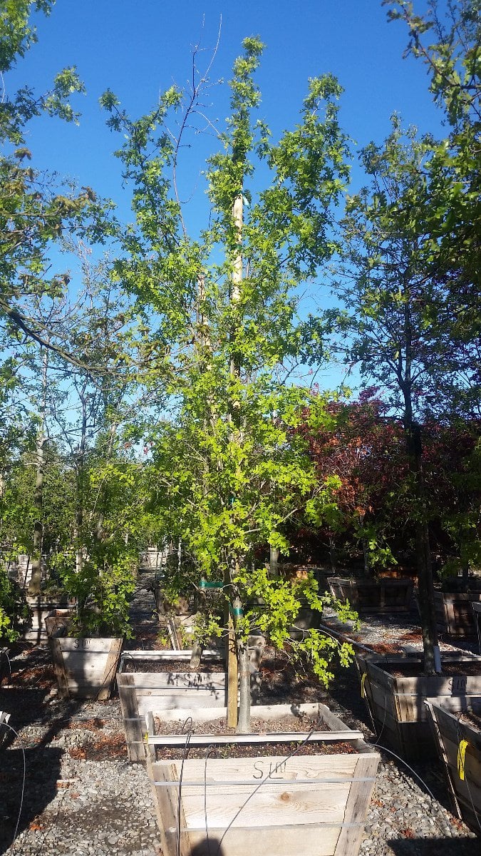 Photo for Quercus lobata (Valley Oak)