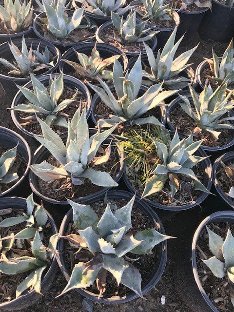 Photo for Agave parryi (Parry's Agave)
