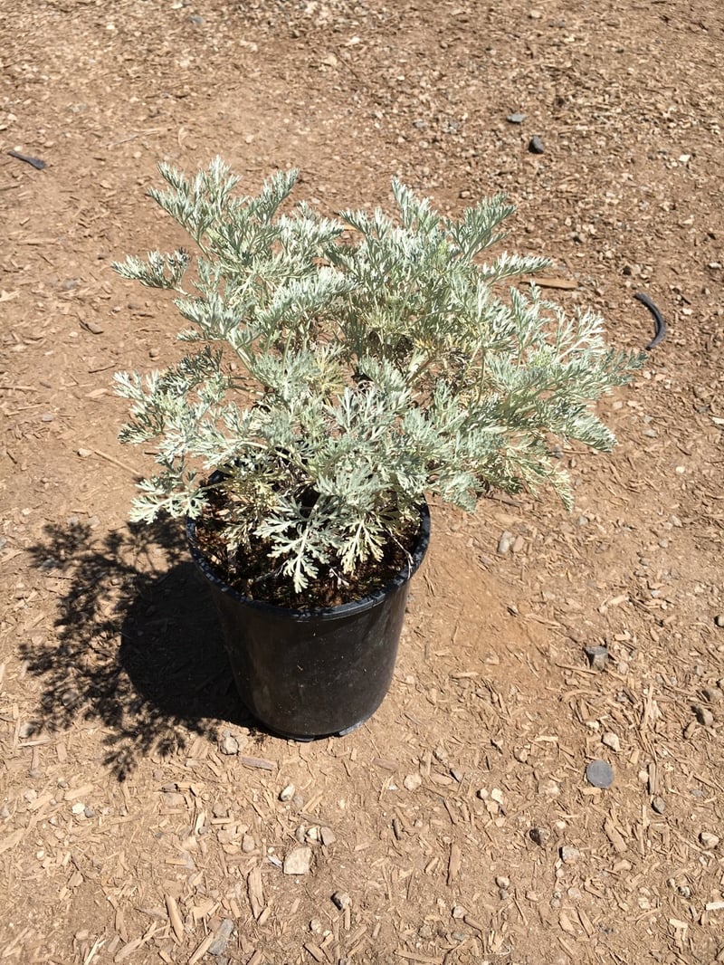 Photo for Artemisia 'Powis Castle' (Powis Castle Wormwood)