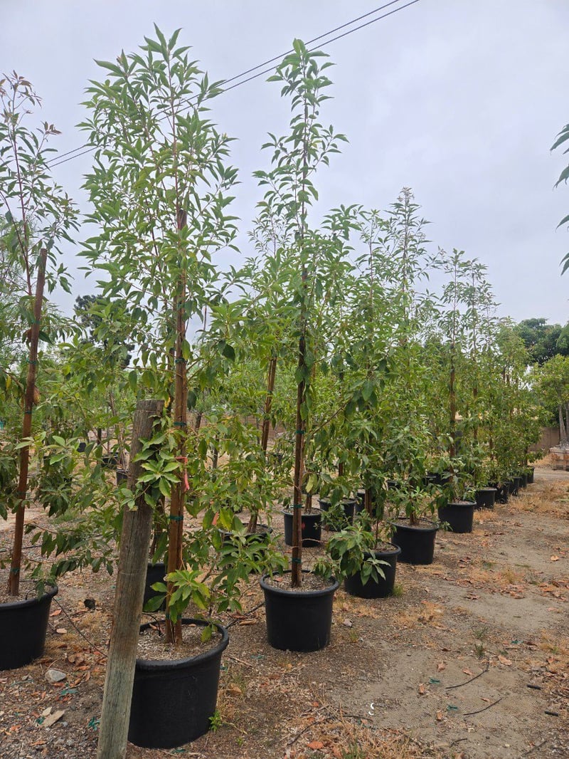 Photo for Lophostemon confertus (Brisbane Box)