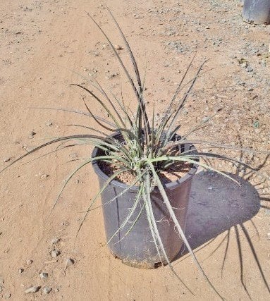 Photo for Hesperaloe parviflora (Red Yucca)