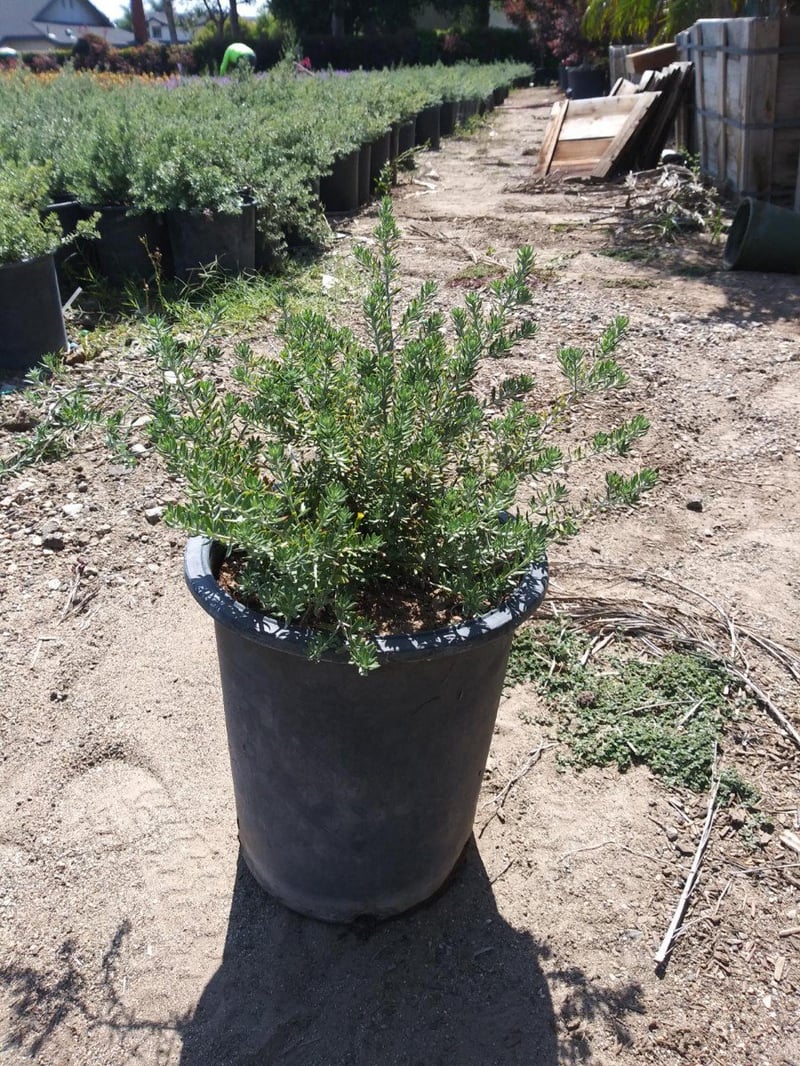 Photo for Westringia fruticosa (Coast Rosemary)